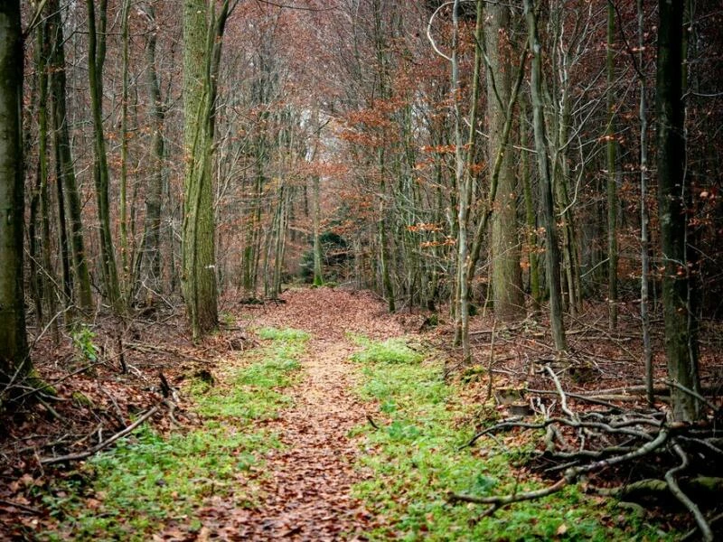 Zahlreiche Laubbäume stehen an einem Waldweg im Freidorfer Holz