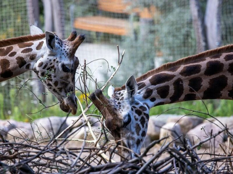 Giraffen im Schweriner Zoo