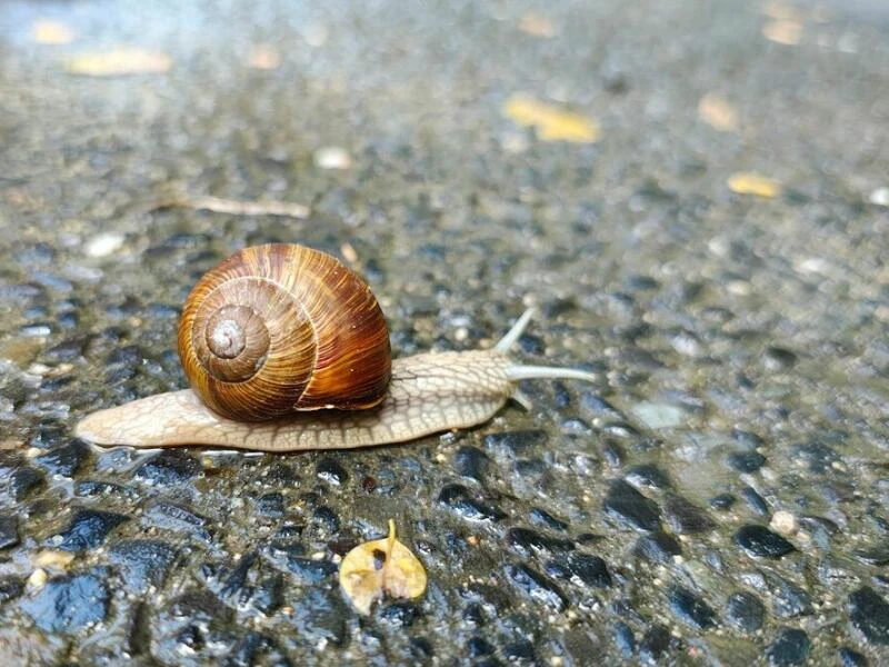 Aufnahme einer Schnecke mit dem Motorola Edge 50 Pro