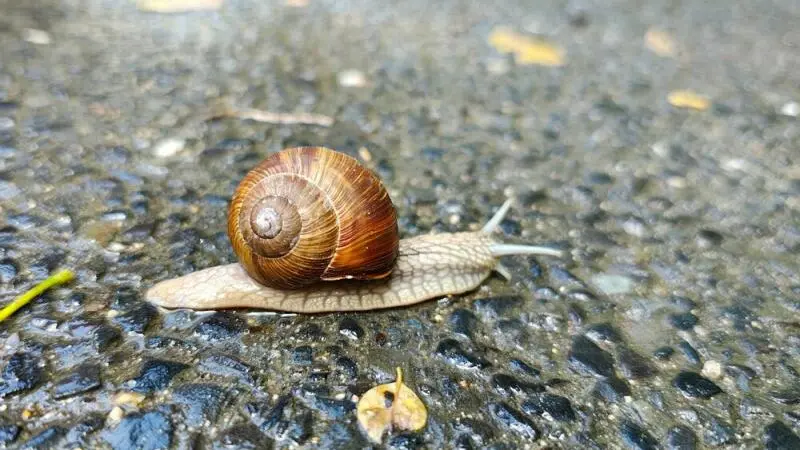 Aufnahme einer Schnecke mit dem Motorola Edge 50 Pro