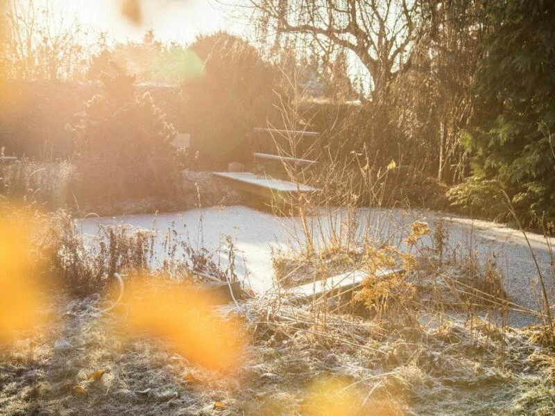 Frostkeimer brauchen Kälte