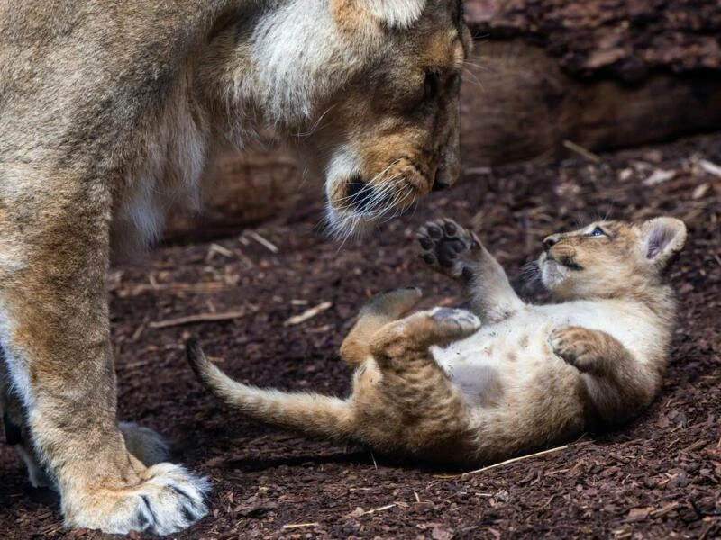 Löwenbaby im Schweriner Zoo