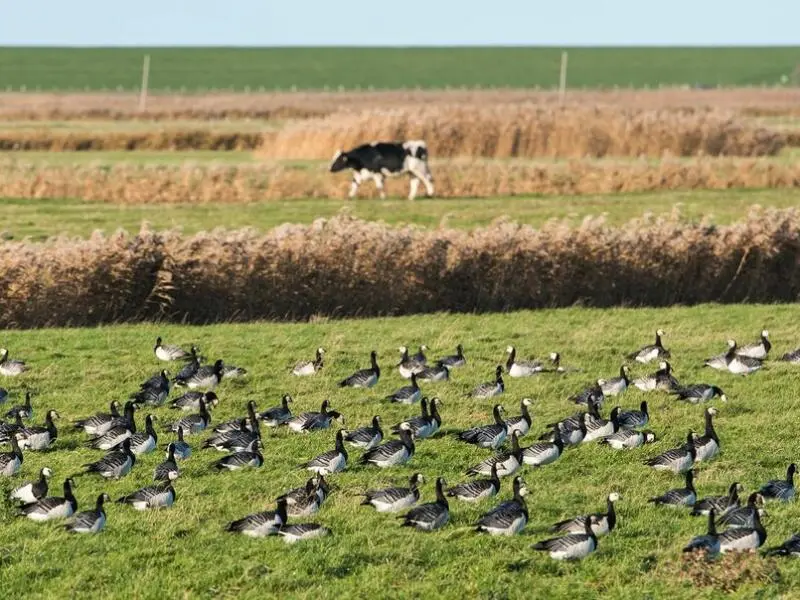 Vogelgrippe - Symbolbild