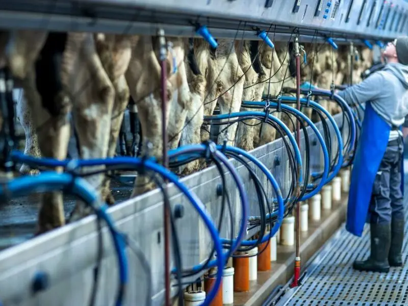 Bauernverband erwartet stabile Milchpreise