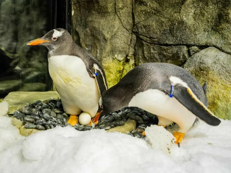 Eselspinguin Sphen in Sydney gestorben