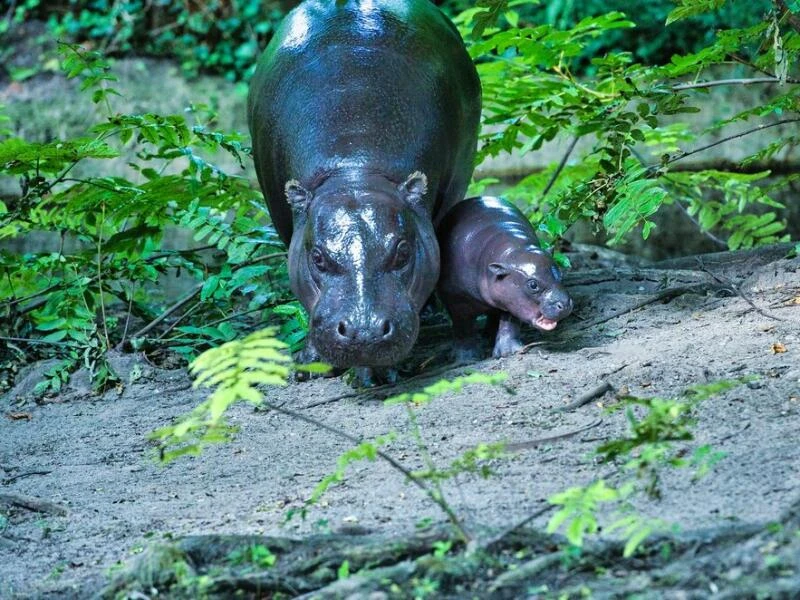 Mini-Hippo im Berliner Zoo zeigt sich der Öffentlichkeit