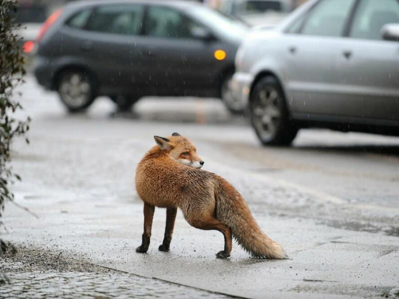 Ein Fuchs auf einem Bürgersteig