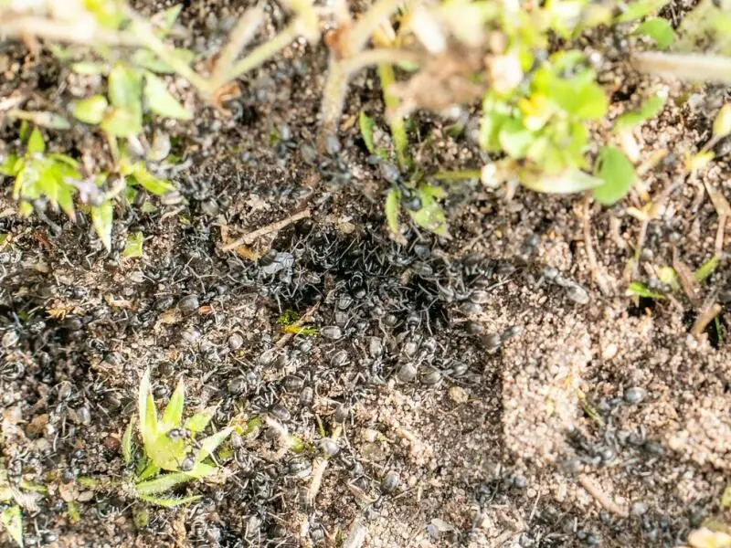 Invasive Ameisen in Baden-Württemberg