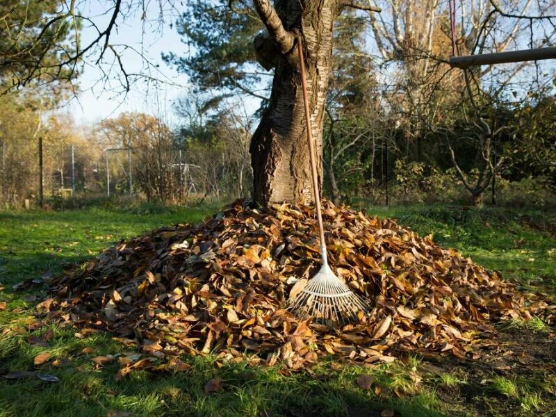 Herbstlaub im Garten