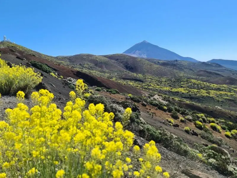 Blüten am Teide Teneriffa