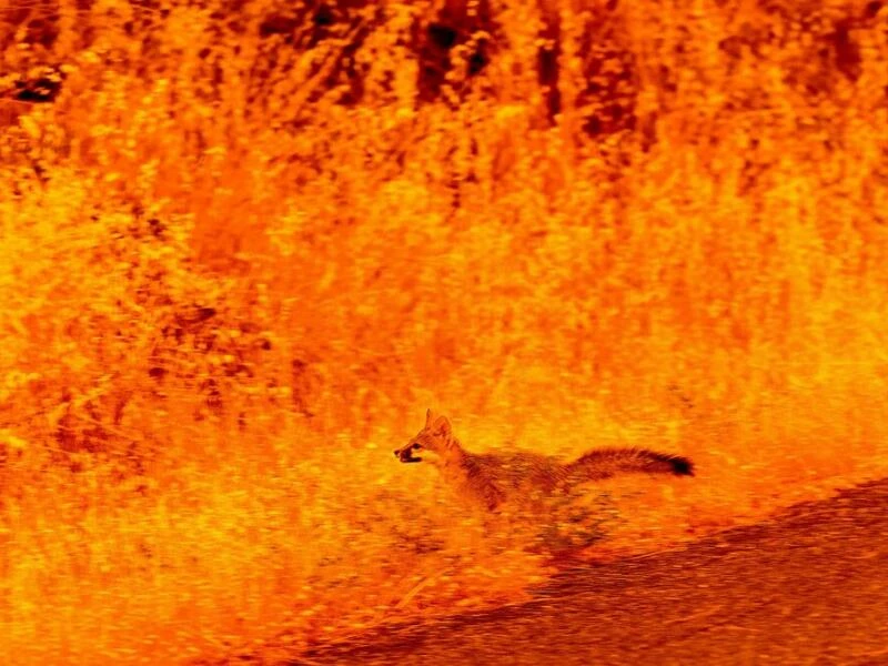 Waldbrand in Kalifornien