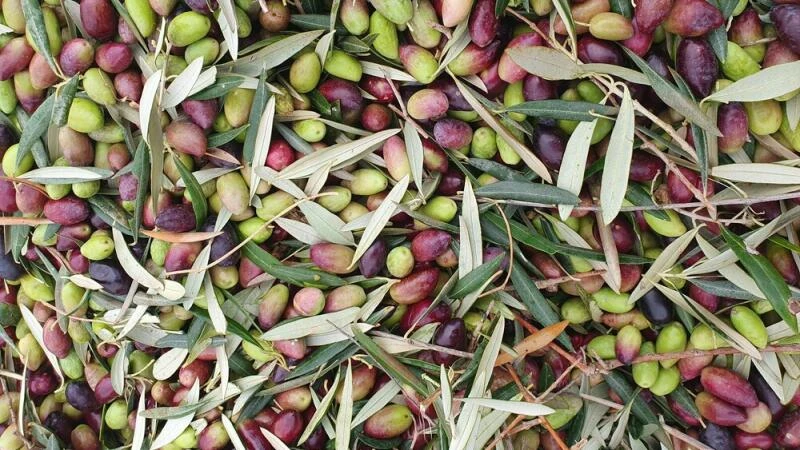 Oliven liegen nach der Ernte bereit zur Weiterverarbeitung