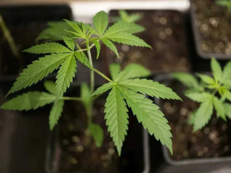 Cannabis-Anbau: Wie geht das und wie viel ist erlaubt?