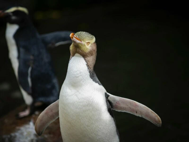 Hoiho ist Neuseelands Vogel des Jahres