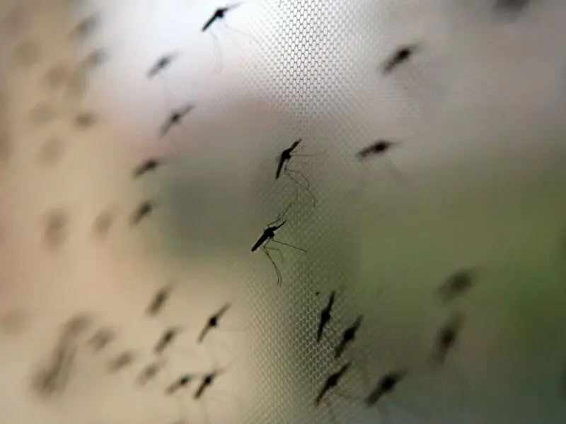 Anopheles-Mücken