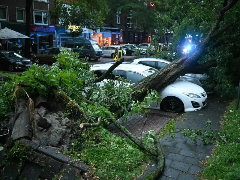 Unwetter Niedersachsen - Bäume durch Sturm entwurzelt