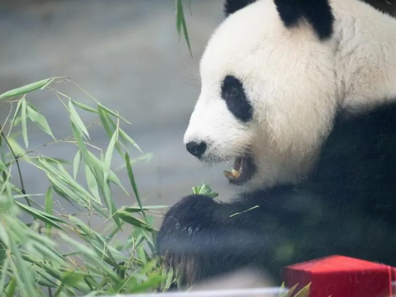 Panda-Nachwuchs im Berliner Zoo erwartet