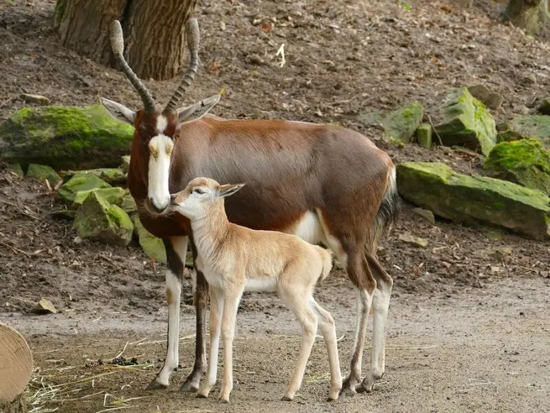 Blessbock-Junges im Heidelberger Zoo
