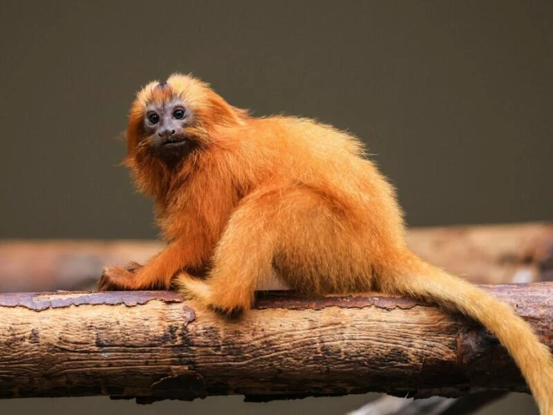 Löwenäffchen im Zoo in Köln