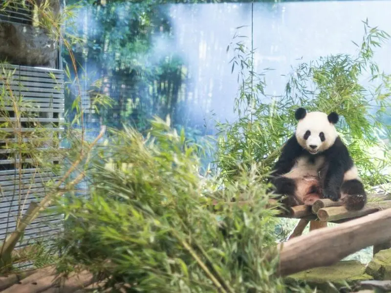 Panda-Nachwuchs im Berliner Zoo erwartet