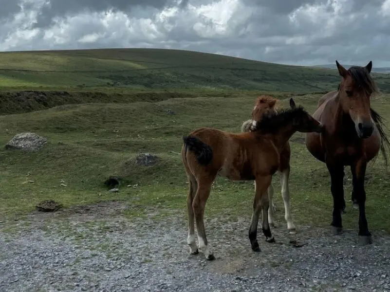 Dartmoor-Ponys