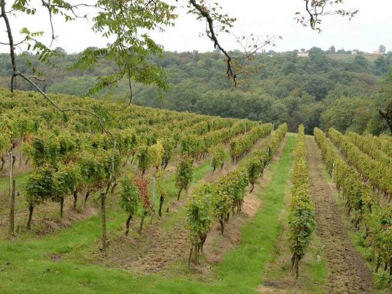 Weinanbau in Frankreich