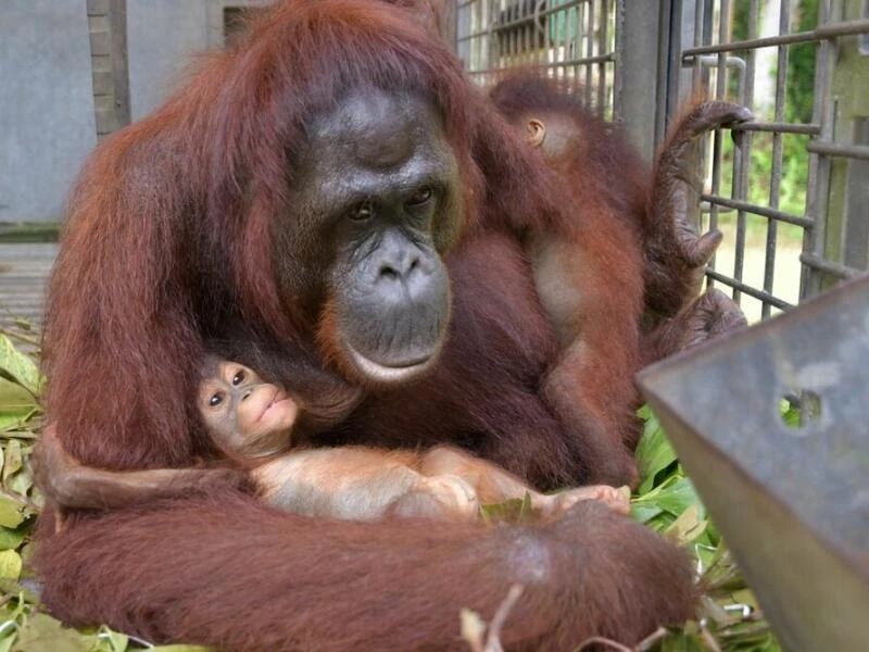 Orang-Utan-Mama Du auf Borneo