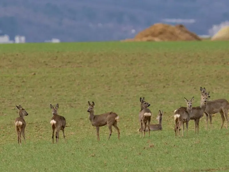 Rehe in der Wetterau