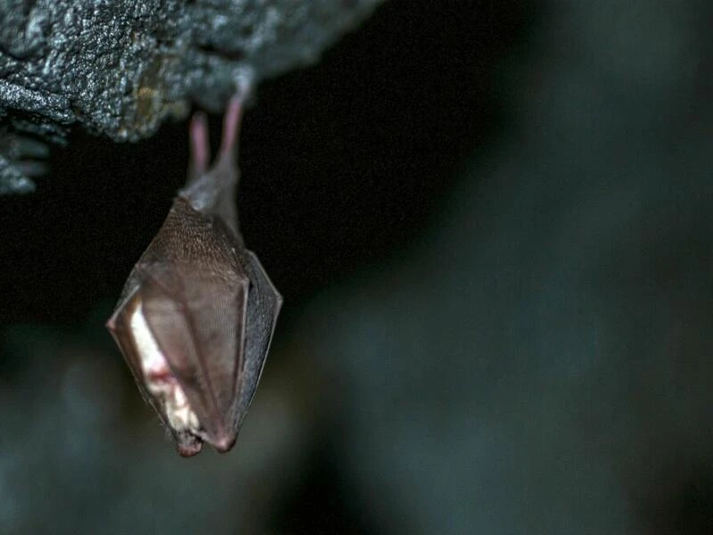 Fledermaus im Winterschlaf