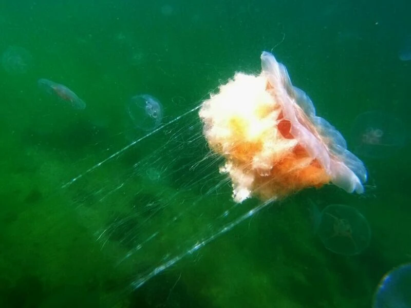 Feuerquallen in der Ostsee