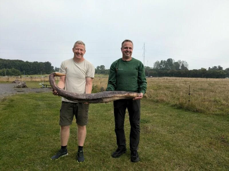 Walpenis auf Bornholm angespült