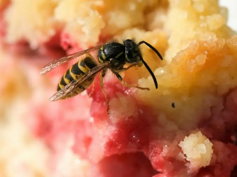 Wespe bedient sich an Kuchenstück