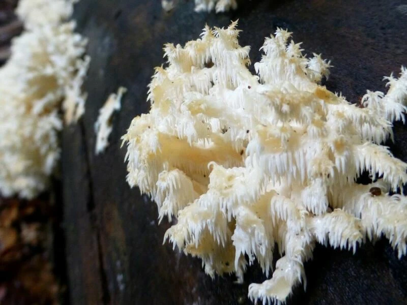 Seltener Pilz «Ästiger Stachelbart»