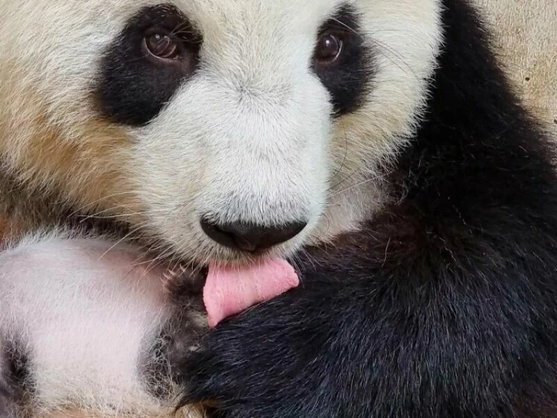 Panda-Zwillinge im Berliner Zoo