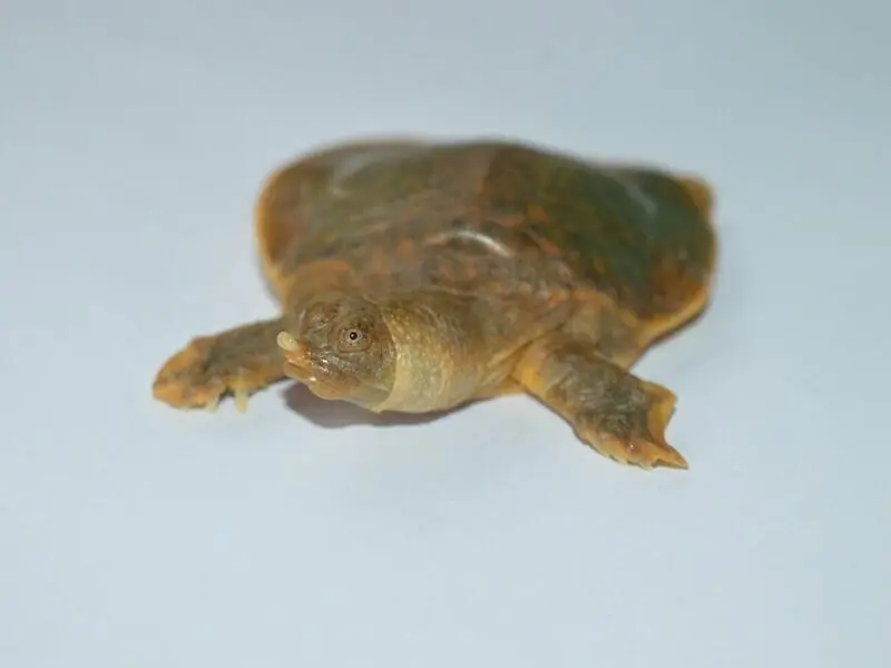 Cantors Riesen-Weichschildkröte