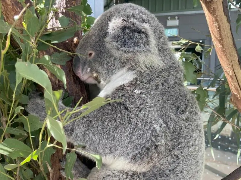 Koala im Wild Life Sydney Zoo