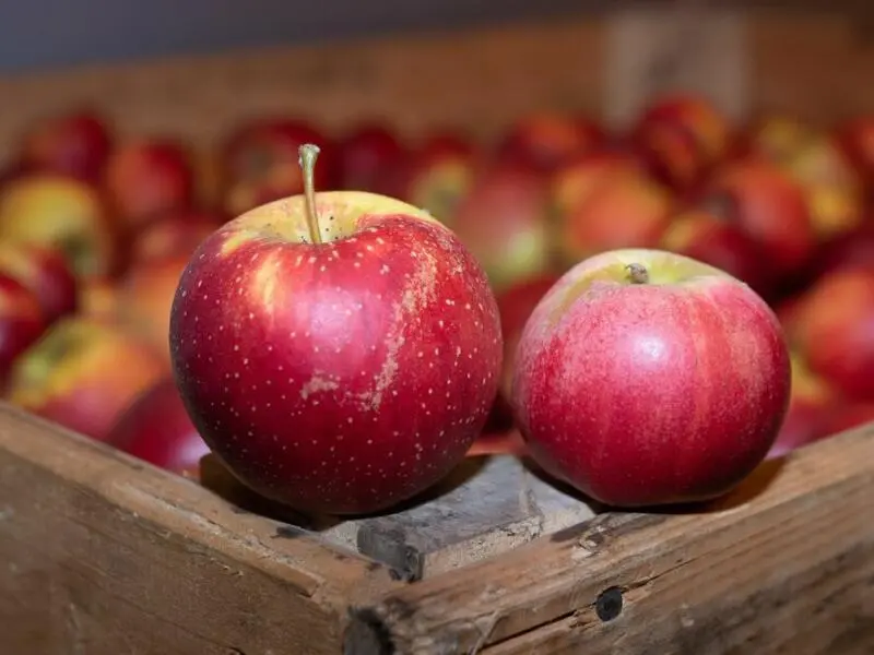 Verband: Äpfel bleiben wichtige Kulturpflanze