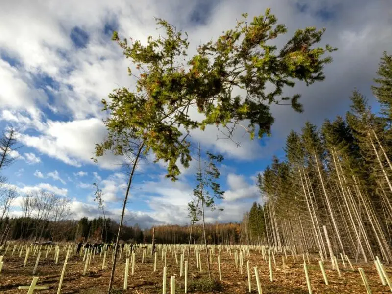 Waldzustandsbericht 2023 - Thüringen