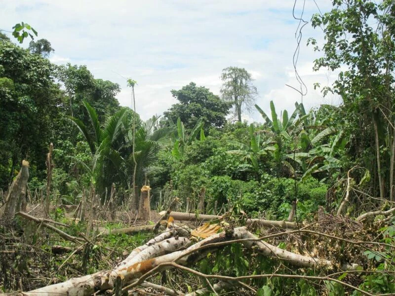 Dschungel in Papua-Neuguinea