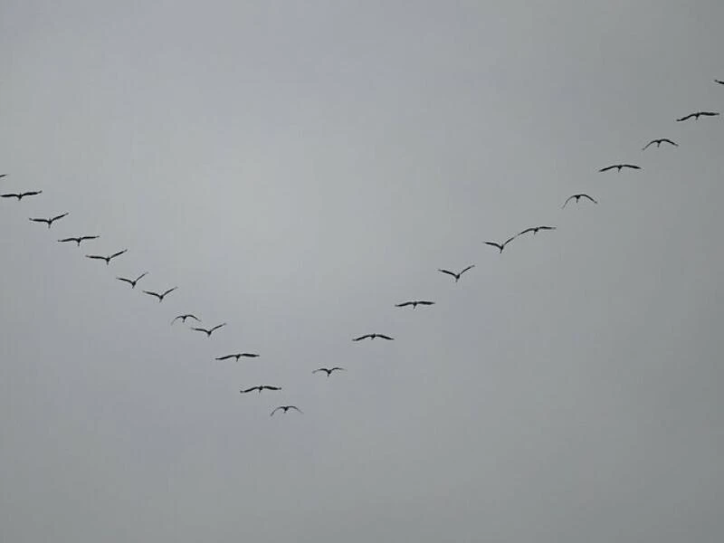 Kraniche am Himmel