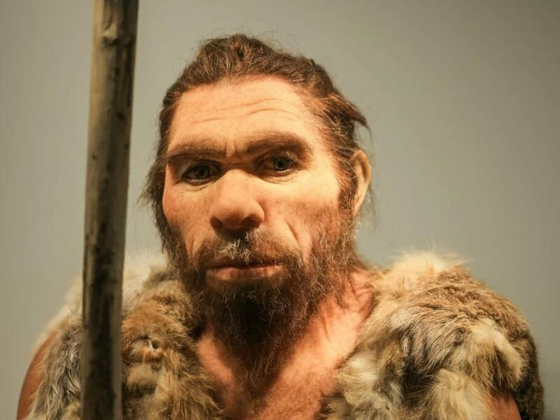 Neandertaler im LVR-LandesMuseum Bonn