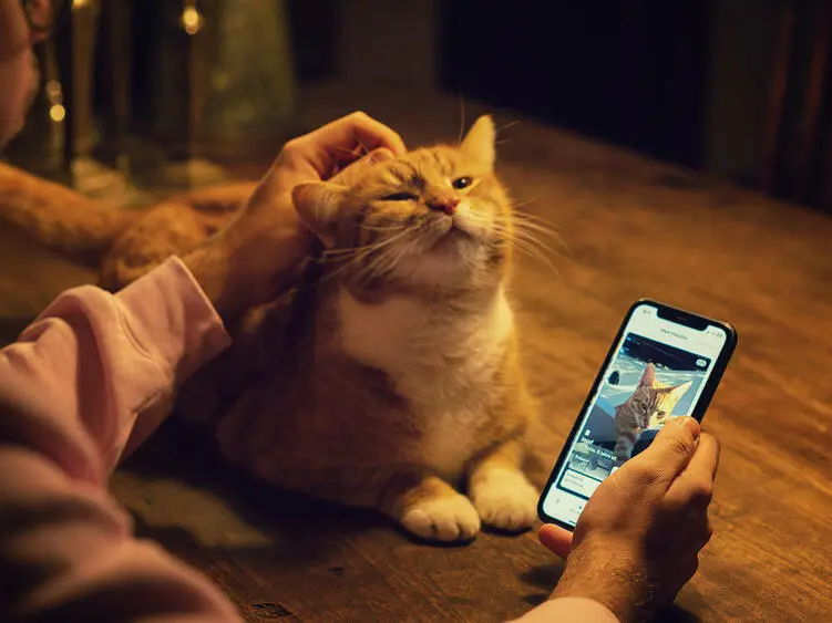 FindUs: Die Haustier-App mit Swipe und Match