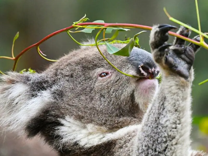 Artenschutz in Australien