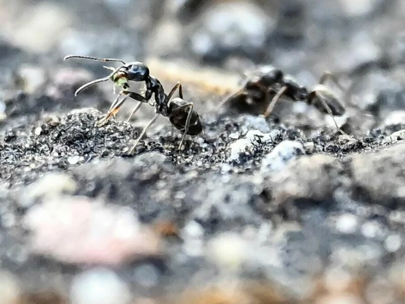 Wegen Ameiseninvasion gesperrter Spielplatz