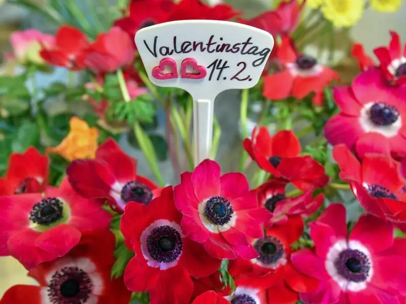 Blumen mit Schild zum «Valentinstag 14.2.»