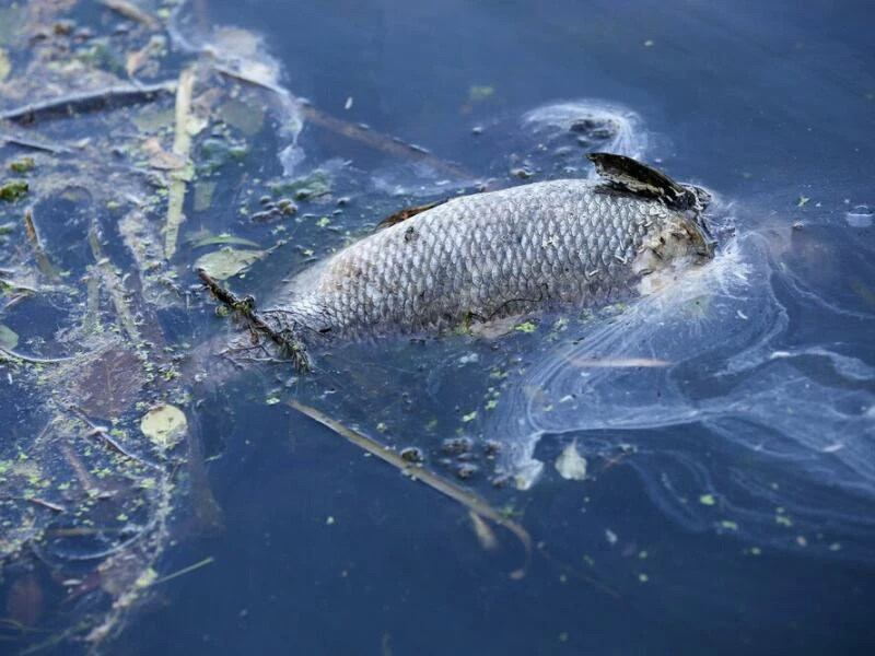 Fischsterben (Archivbild)