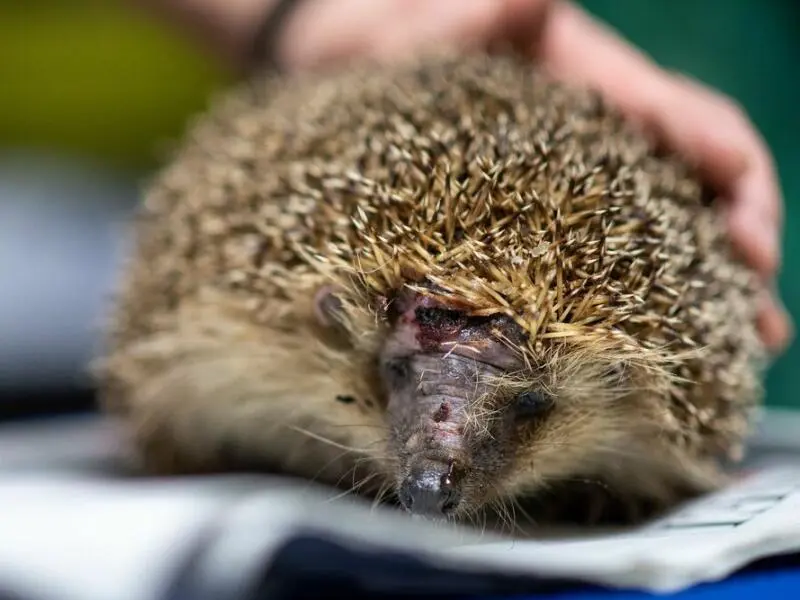 Tödliche Gefahr für Igel