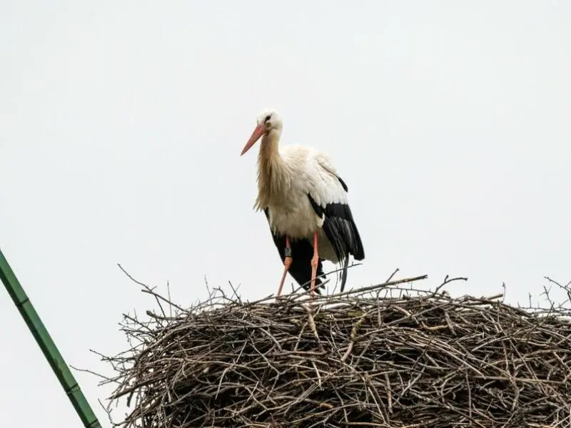 Weißstorch in Mecklenburg-Vorpommern