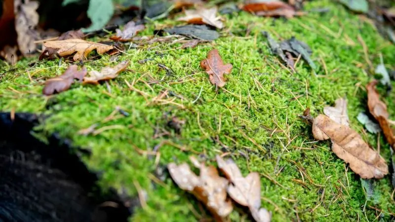 Herbstlaub liegt auf einem Baumstamm im Freidorfer Holz