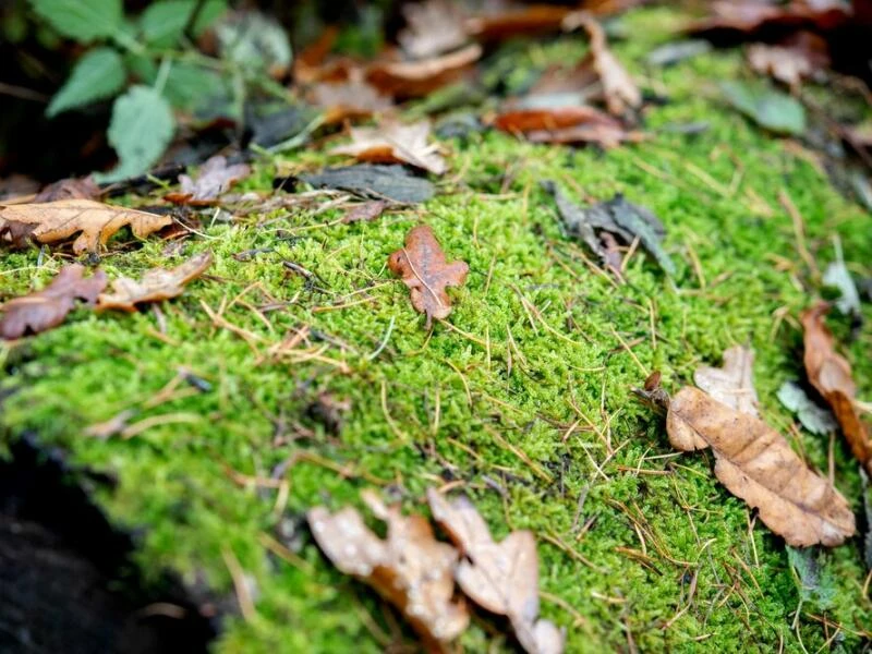 Herbstlaub liegt auf einem Baumstamm im Freidorfer Holz